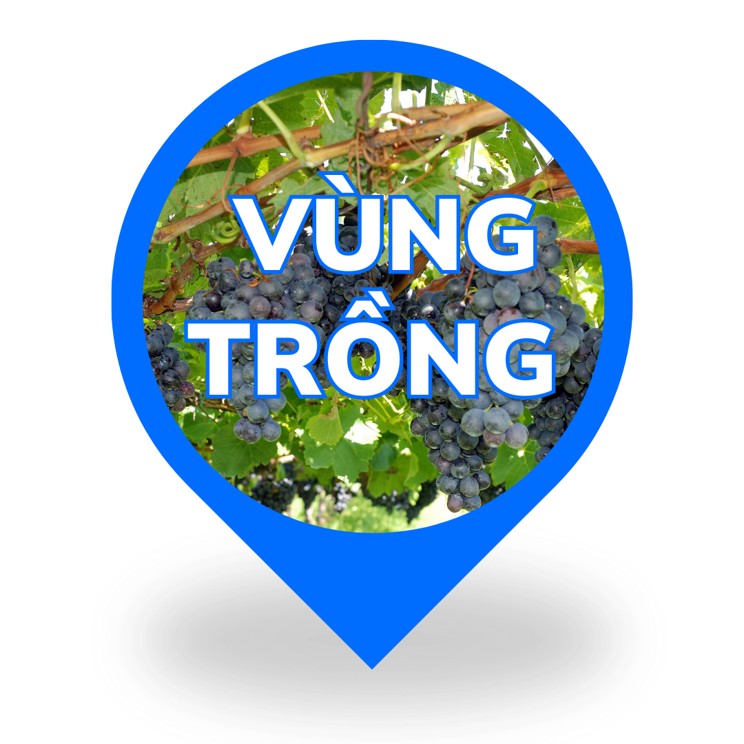 ma gacc vung trong